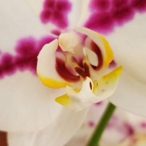 Meet your Posher, Ines